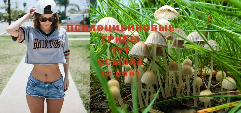 Галлюциногенные грибы Magic Shrooms  Высоковск 